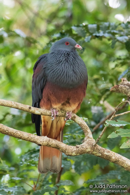 New Caledonian Imperial-Pigeon, New Caledonia